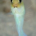 jawfish_yellowhead_bcf_nwp_v_0105_tci0134.jpg